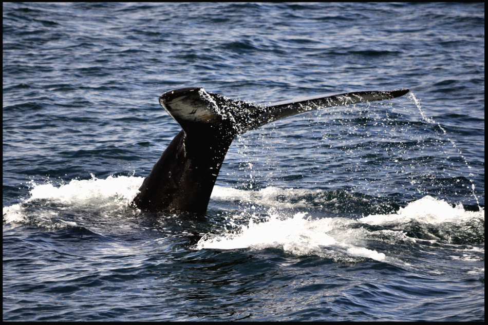 Velryba v zálivu u Husavíku